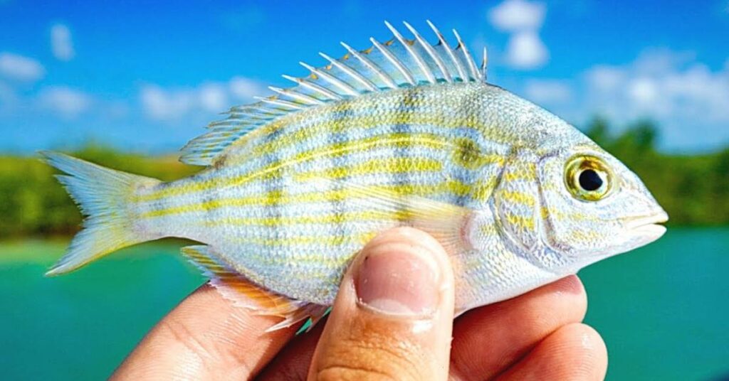 Pinco Fish Can You Eat Pinfish? (The Risks and Benefits) – Cooking Detective