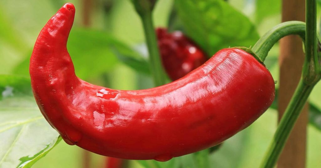 6 piquillo peppers substitutes