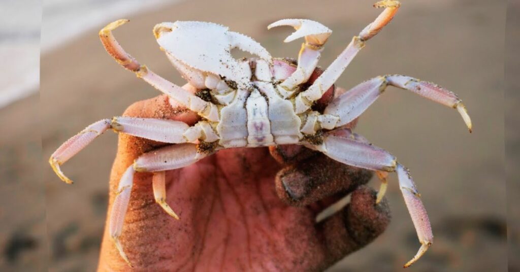 useful tips to catch and clean a ghost crab