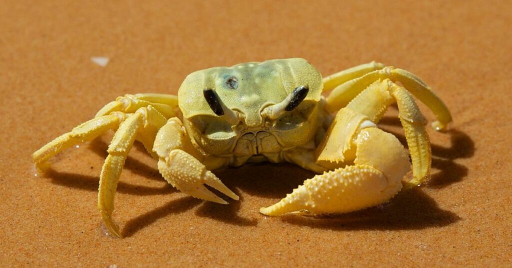 can you eat ghost crabs