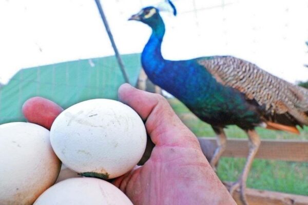 can you eat peacock eggs